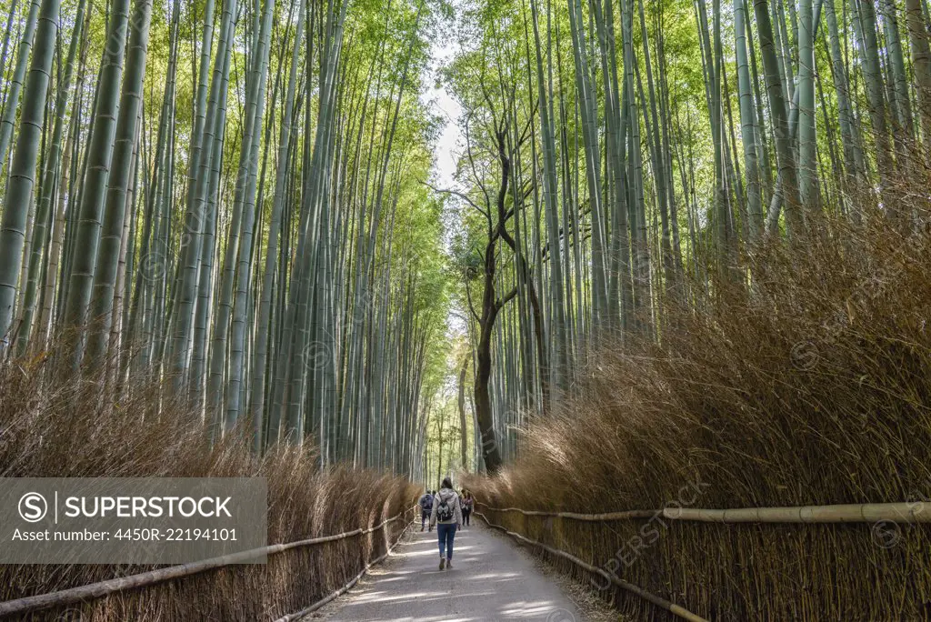 Bamboo Forest, the Arashiyama Bamboo Grove or Sagano Bamboo Forest, a natural forest of bamboo in Arashiyama, Kyoto, Japan.