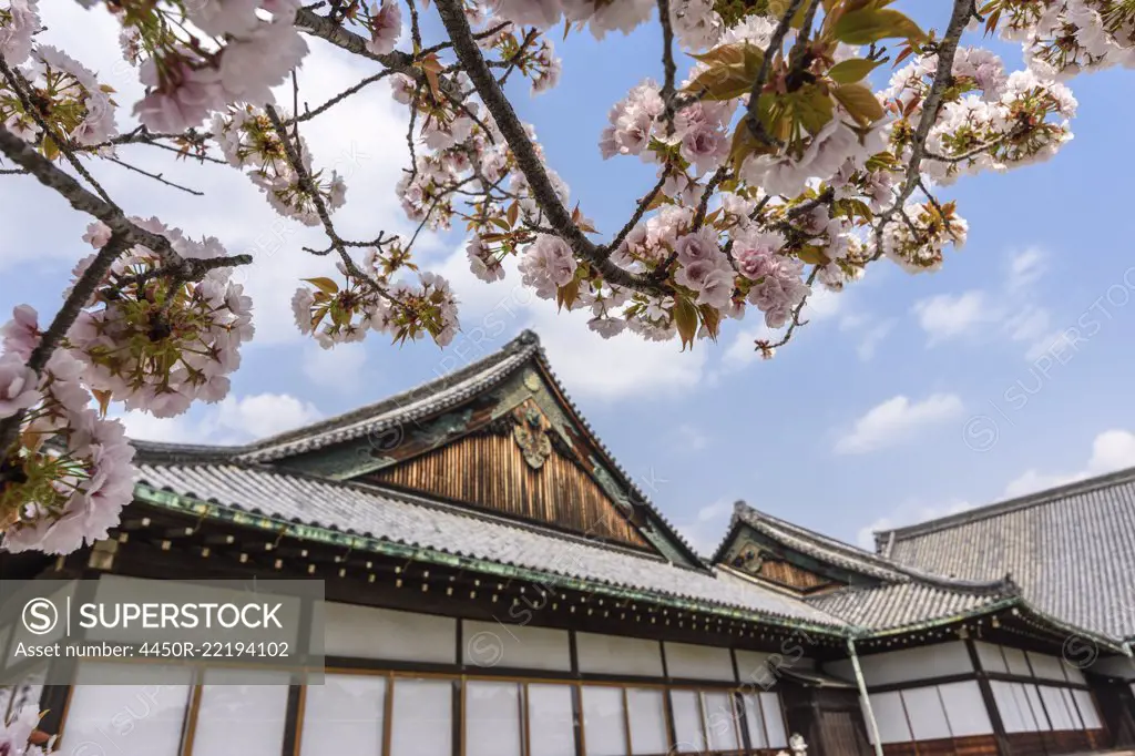 Cherry blossoms over Nijo-jo, a 17th century castle in Kyoto, Japan.