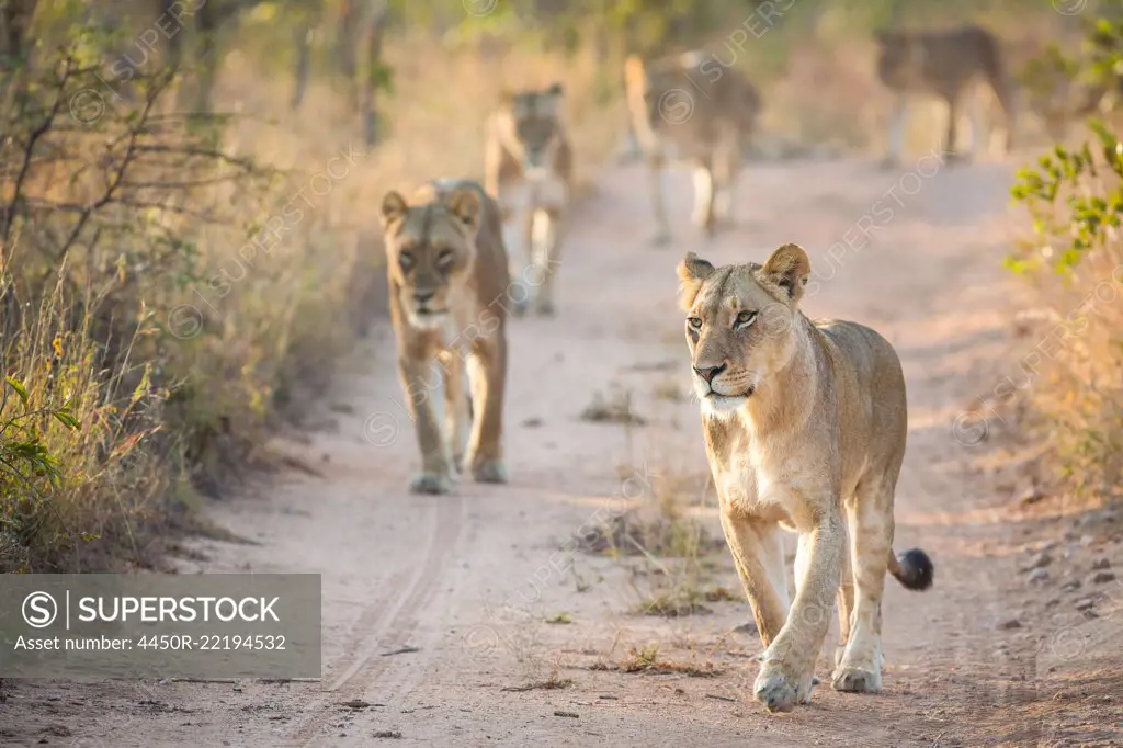 A pride of lions, Panthera leo, walk towards the camera on a sand road