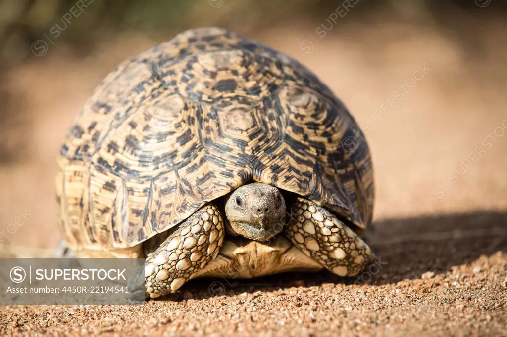 A leopard tortoise, Stigmochelys pardalis, stands on sand, alert, head out of shell.