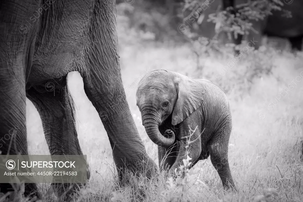 An elephant calf, Loxodonta africana, stands behind its mother's legs, curls its trunk in, in black and white.