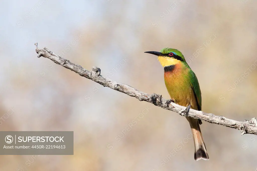 A little bee-eater, Merops pusillus, perches on a bare branch, looking away