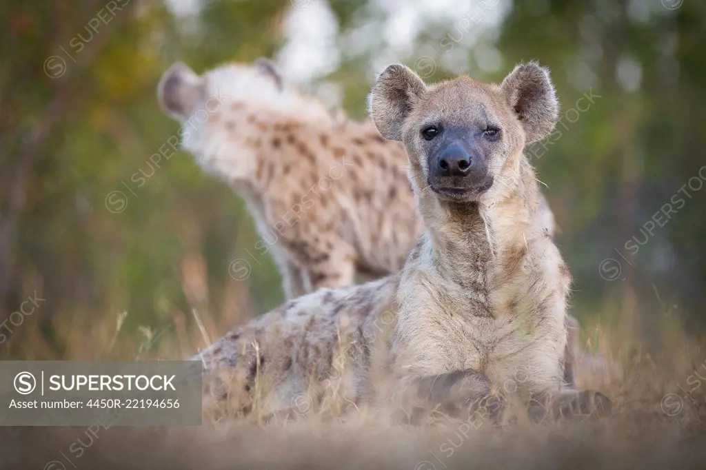 A spotted hyena, Crocuta crocuta, alert, lies in grass, scarred eye, hyena in background