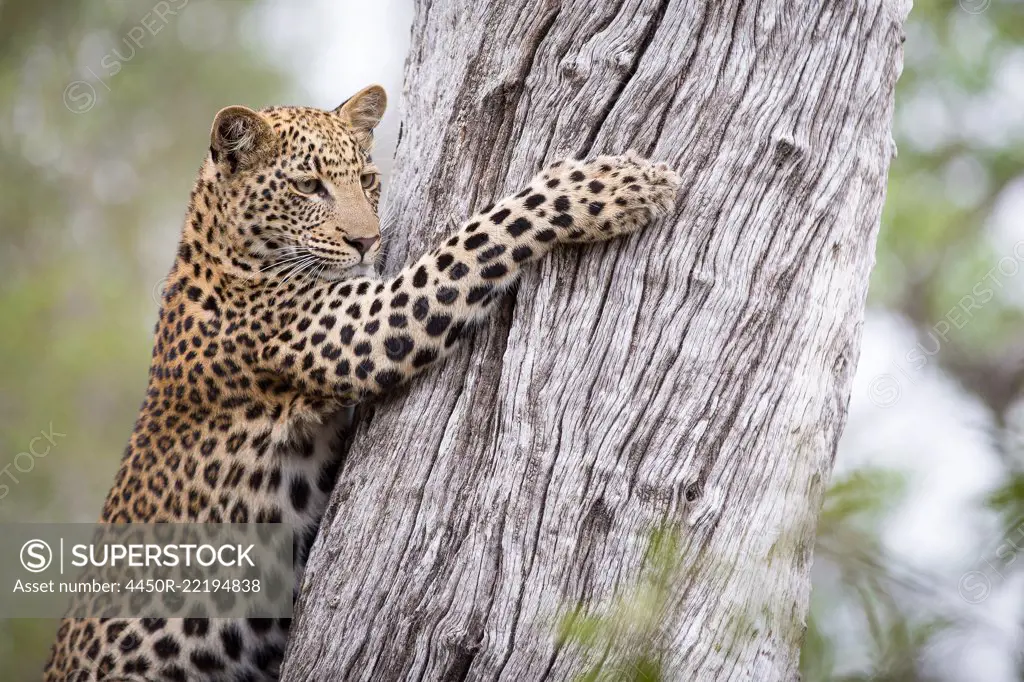 A leopard cub, Panthera pardus, looks away, clings to a tree trunk with its claws