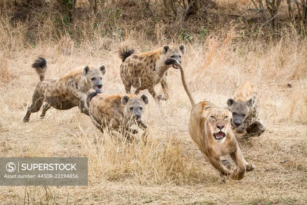 A lioness, Panthera leo, runs away with its tail up, wide eyed and mouth open as four spotted hyena, Crocuta crocuta, chase after it in dry yellow grass