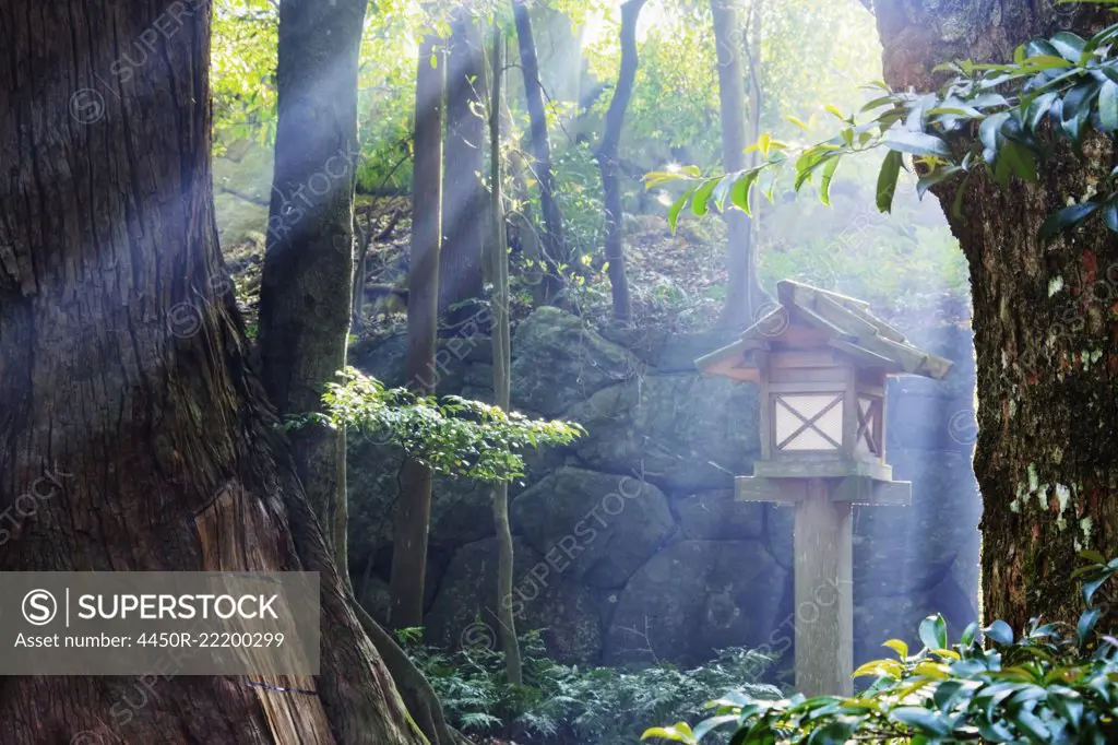 Rays of Sunlight Shining through a Japanese Forest