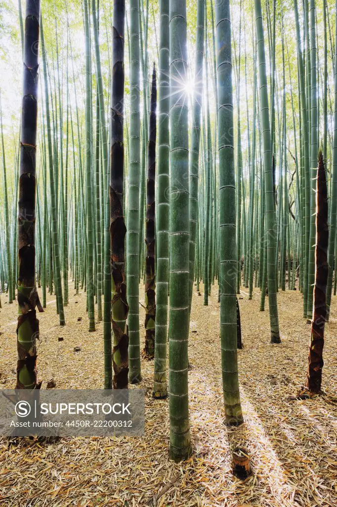 Bamboo Forest