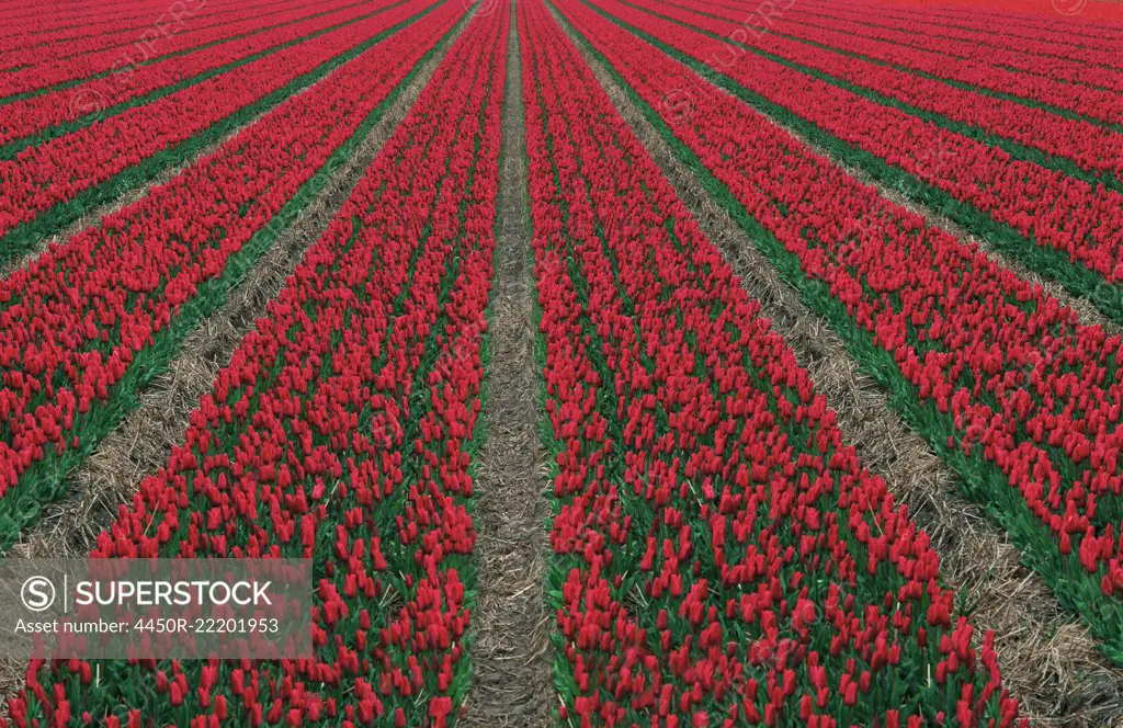 Red Tulips in Field