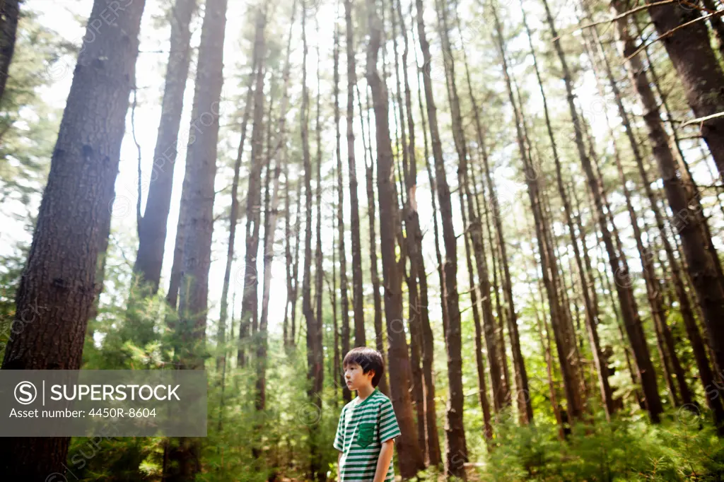 A young boy playing in the pine forest, surrounded by tall straight tree trunks. Woodstock, New York, USA. 7/24/2012