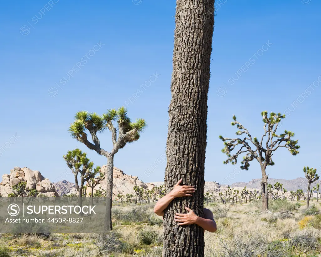 Man hugging Joshua Tree, Joshua Tree national park, California, USA. 4/26/2008