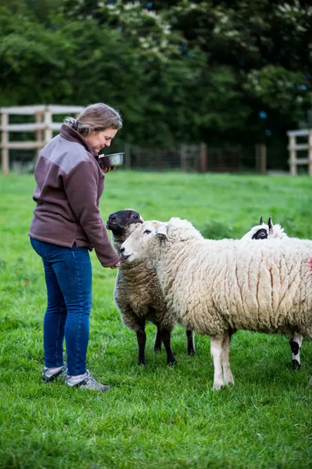 Woman feeding sheep on a farm pasture.