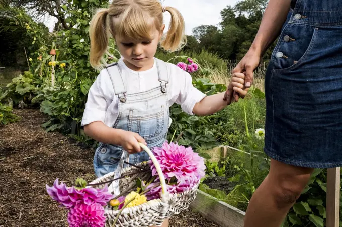 Girl holding basket with pink Dahlias walking hand in hand with a woman through a garden.