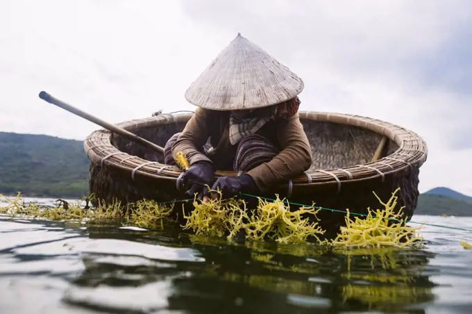 Woman wearing straw hat farming seaweed from a small wooden boat.