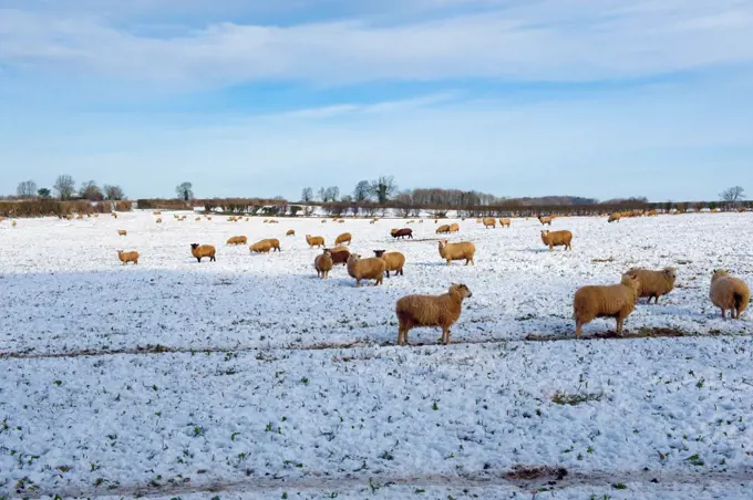 Flock of sheep outdoors in a field in the snow. 