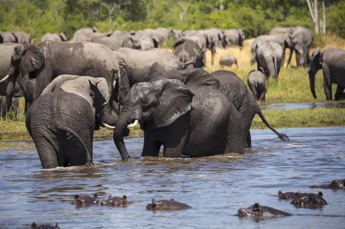 A group of hippopotamus in the water and a herd of elephants gathering at water hole