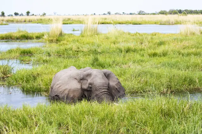 A mature elephant with tusks wading through water and reeds.