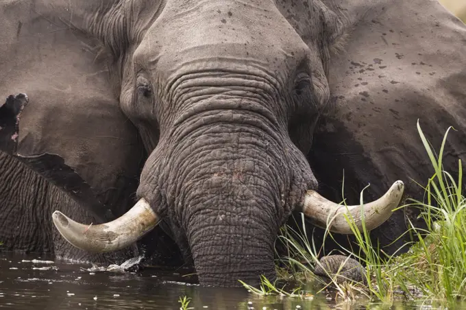 A mature elephant with tusks wading through water and reeds.