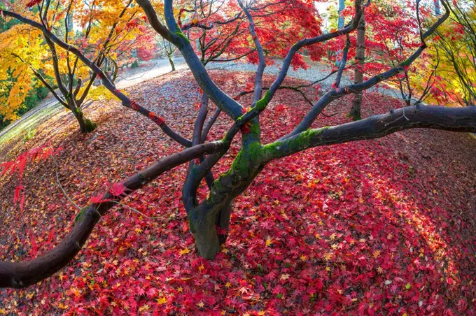 Autumn leaves on maple trees, England, United Kingdom