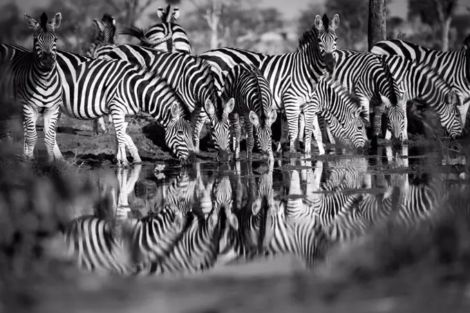 Herd of zebra, Equus quagga, drink from a waterhole