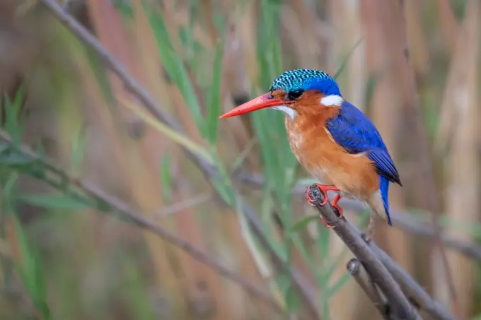 Malachite Kingfisher, Corythornis cristatus, perched on reed