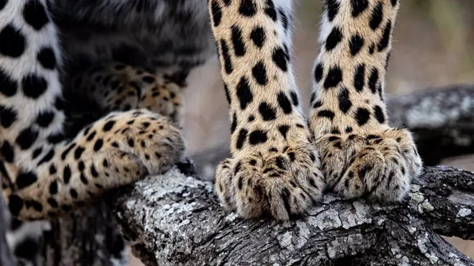 A leopard's feet, Panthera pardus, standing on a tree branch