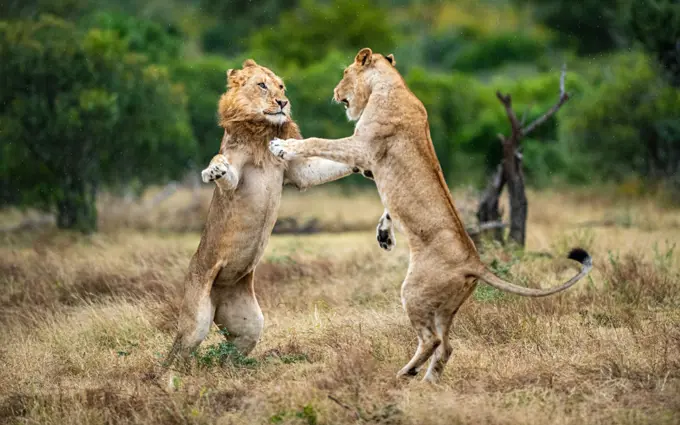 Two lions, Panthera leo, fight each other 