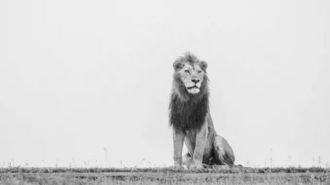 A male lion, Panthera leo, sits down and stares off into the distance, in black and white