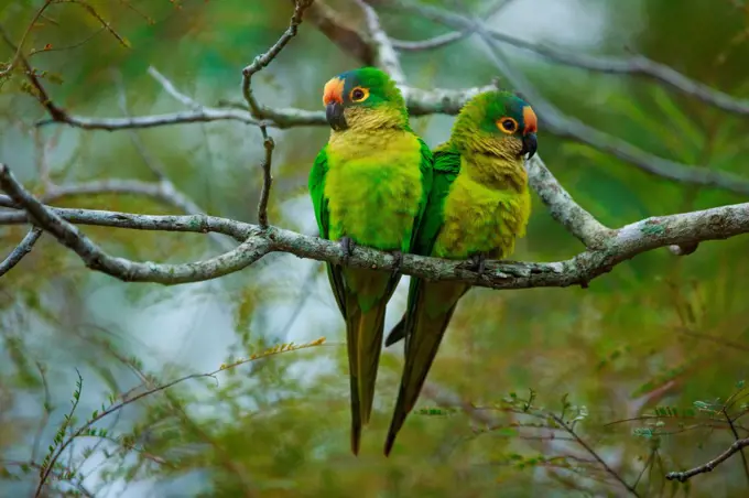 Peach-fronted parakeets, Aratinga aurea, Brazil Brazil