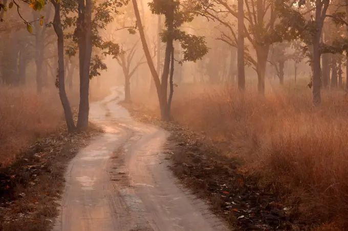 Bandhavgarh National Park, India Bandhavgarh National Park, India