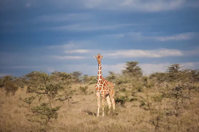 Reticulated giraffe, Kenya Kenya