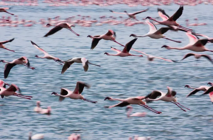 Lesser flamingos, Lake Narasha, Kenya Lake Narasha, Kenya