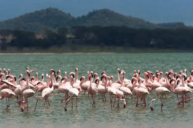 Lesser flamingos, Lake Narasha, Kenya Lake Narasha, Kenya