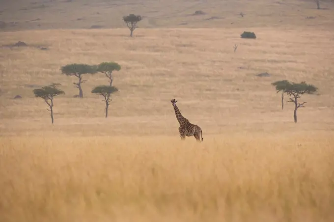 Reticulated giraffe, Kenya Kenya