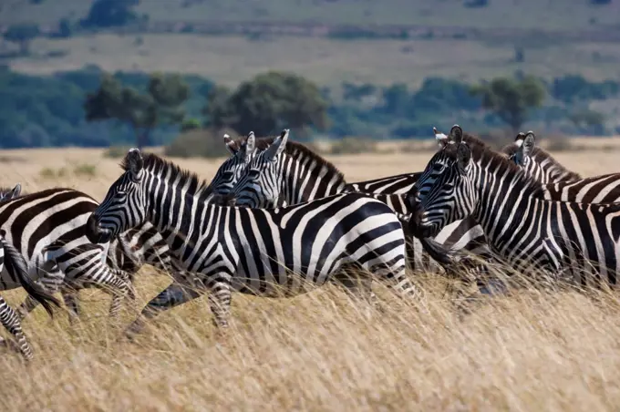 Grant's zebras, Kenya Kenya