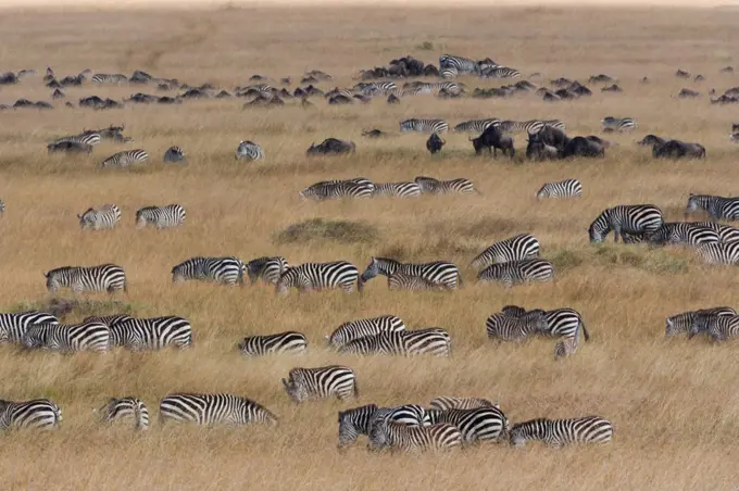 Grant's zebras and wildebeests, Kenya Kenya