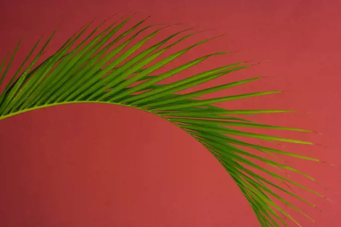 Palm frond against a red background, Puerto Rico Puerto Rico