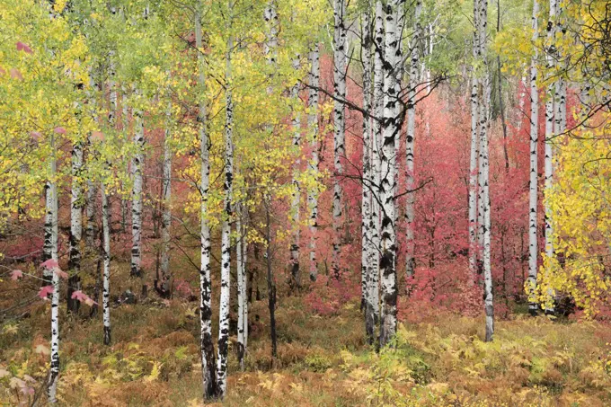 A trail through the woods. Vivid autumn foliage colour on maple and aspen tree leaves.