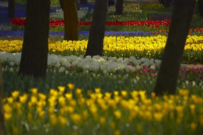 Carpet of tulips in a variation of bright colours growing in between trees.