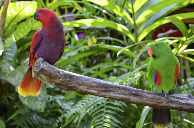 Close up of red and green parrots perched on tree branch, Bali Island.