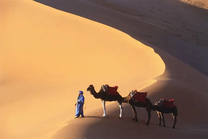 High angle view of man leading three camels through a desert.