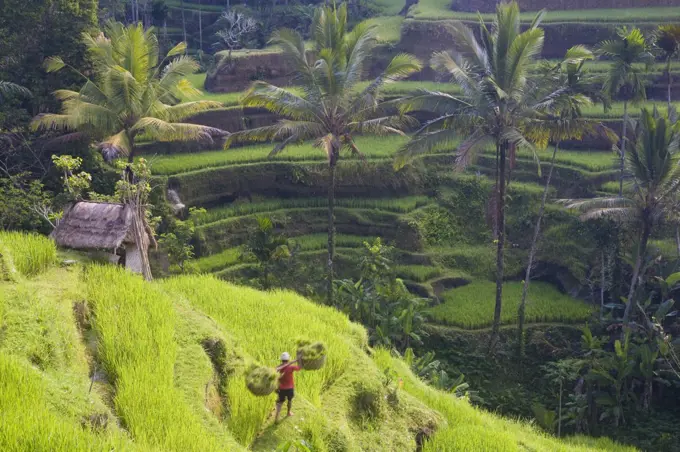 High angle view of terraced rice fields, man walking down path, carrying baskets on his shoulders.