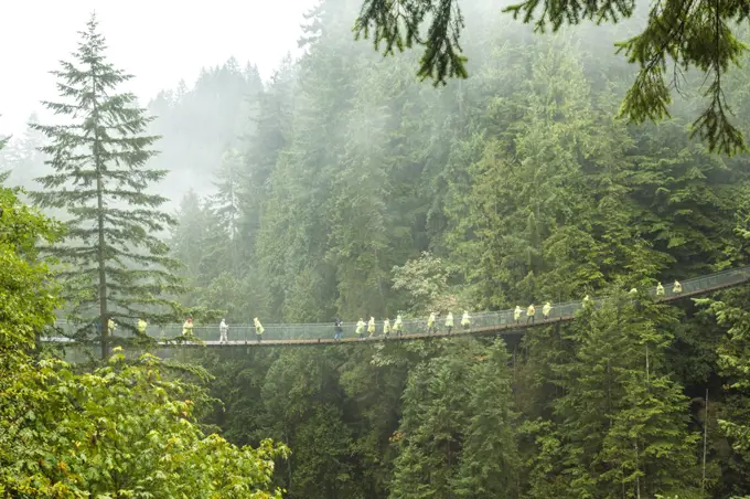 Distant view of group of people crossing suspension footbridge over forest tree canopy.