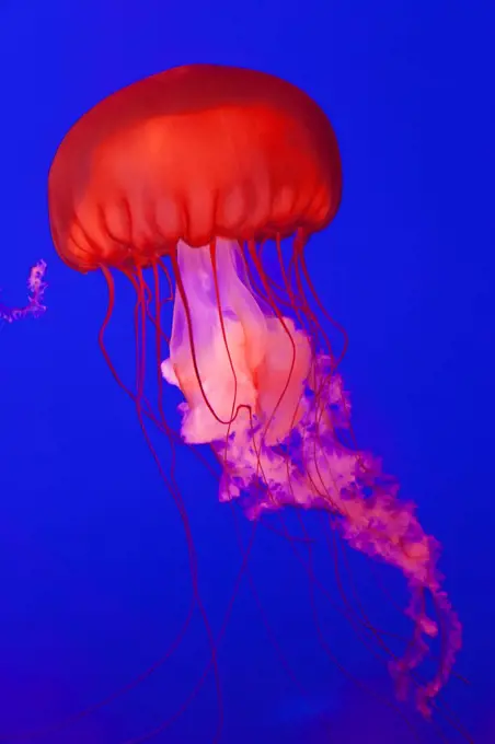 Bright red Pacific Sea Nettle Jellyfish in an aquarium, bright blue background.