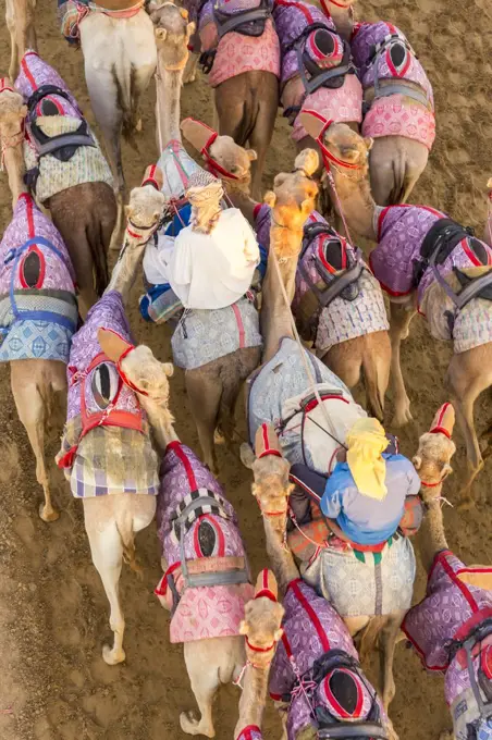 High angle view of people riding on camels with colourful saddles along a dusty road.