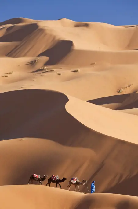 Tuareg man leading camel train through the Sahara desert.