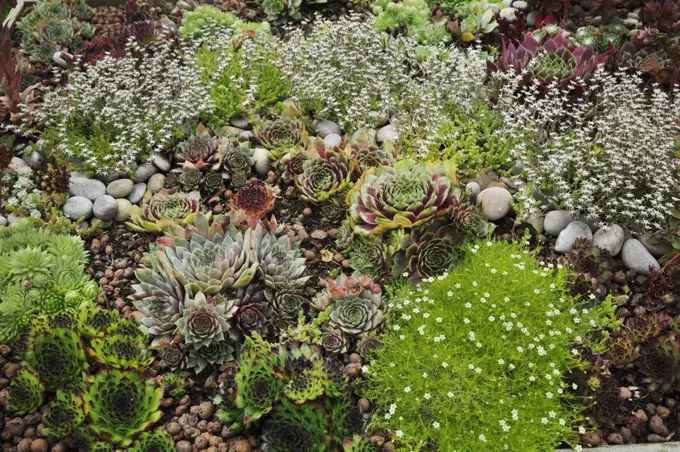High angle view of flower bed with selection of succulent plants in a garden.