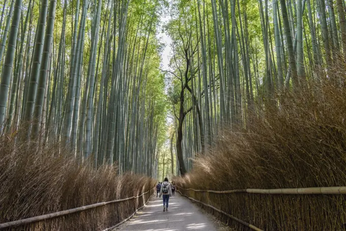 Bamboo Forest, the Arashiyama Bamboo Grove or Sagano Bamboo Forest, a natural forest of bamboo in Arashiyama, Kyoto, Japan.