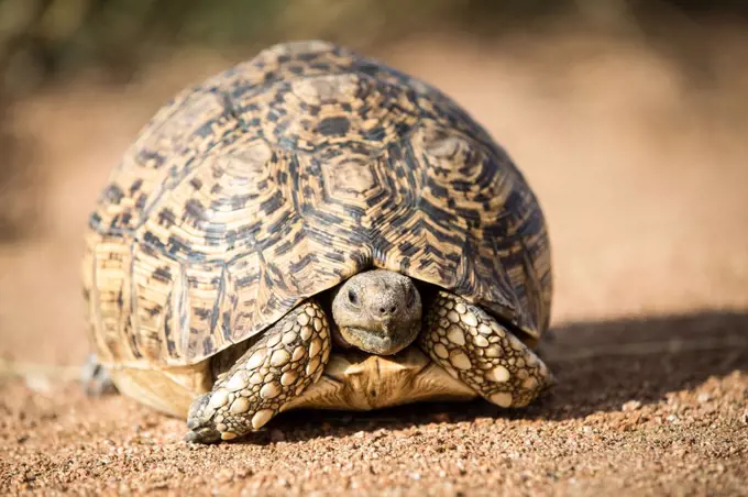 A leopard tortoise, Stigmochelys pardalis, stands on sand, alert, head out of shell.