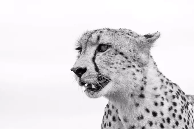 A cheetah's head, Acinonyx jubatus, looking away, ears back, mouth open, in black and white.