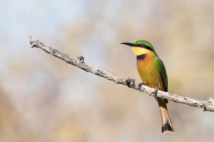 A little bee-eater, Merops pusillus, perches on a bare branch, looking away